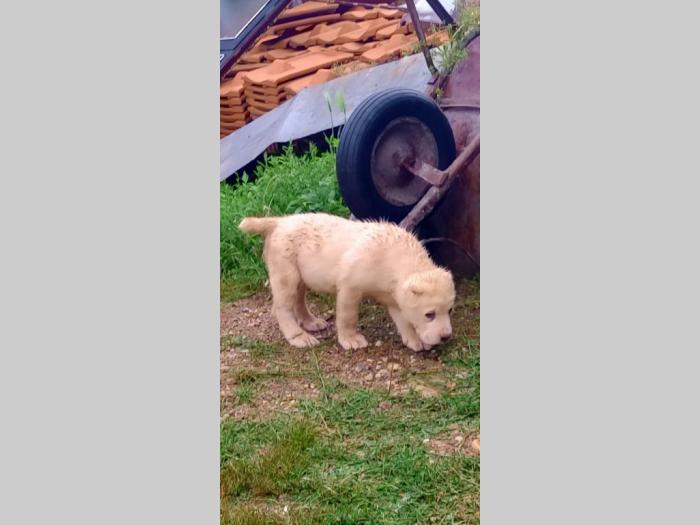 srednjeazijski ovčar besplatni mali oglasi