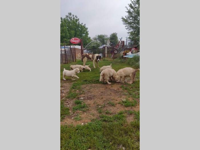 srednjeazijski ovčar besplatni mali oglasi