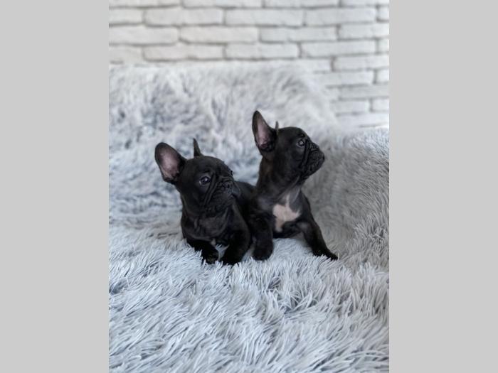 francuski buldog besplatni mali oglasi