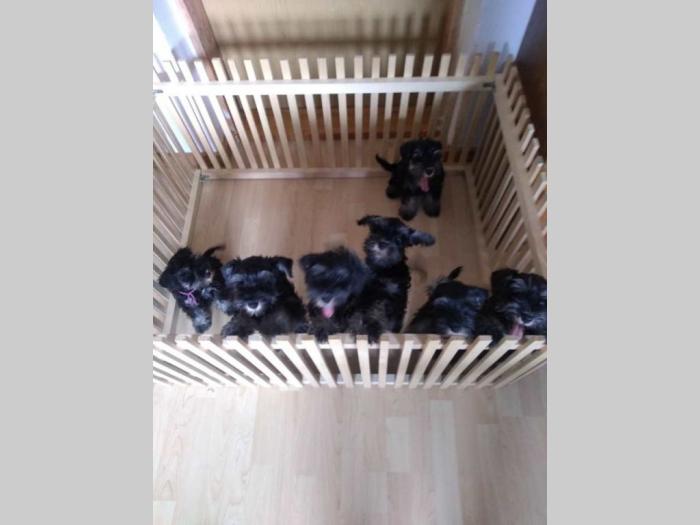 patuljasti šnauceri štenci besplatni mali oglasi