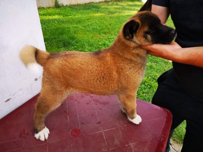 američka akita štenci besplatni mali oglasi