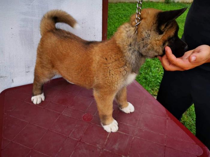 američka akita štenci besplatni mali oglasi