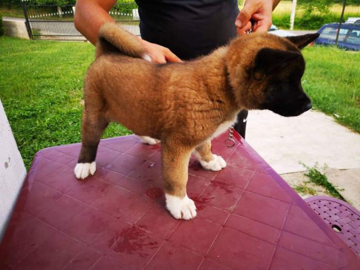 američka akita štenci besplatni mali oglasi
