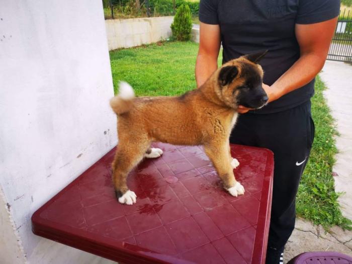 američka akita štenci besplatni mali oglasi