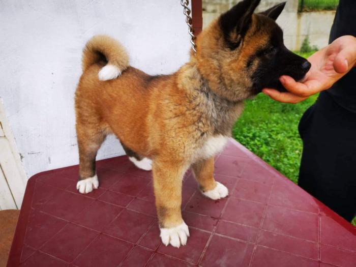 američka akita štenci besplatni mali oglasi