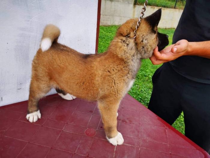 američka akita štenci besplatni mali oglasi