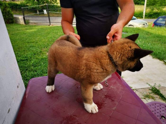 američka akita štenci besplatni mali oglasi