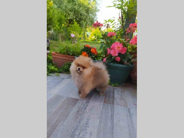 pomeranac štenci besplatni mali oglasi