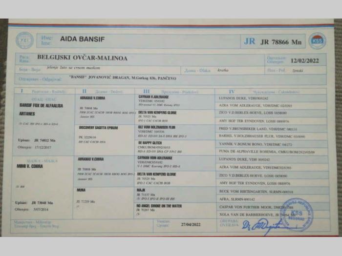 belgijski ovčar malinoa štenci besplatni mali oglasi