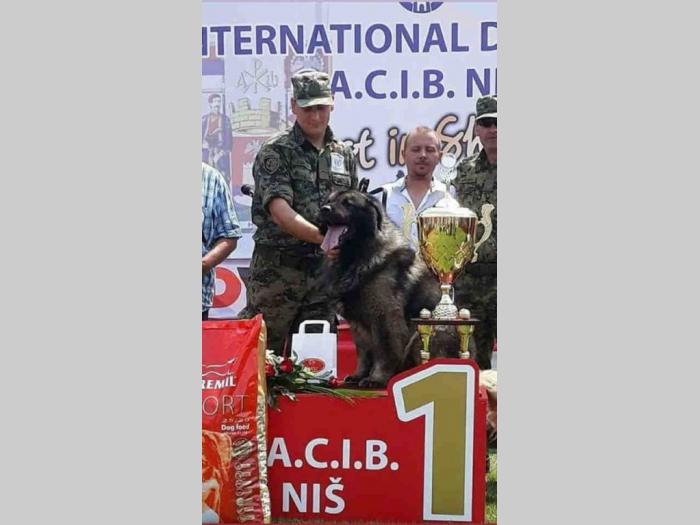 šarplaninci štenci besplatni mali oglasi