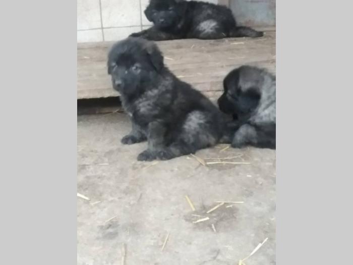 šarplaninci štenci besplatni mali oglasi