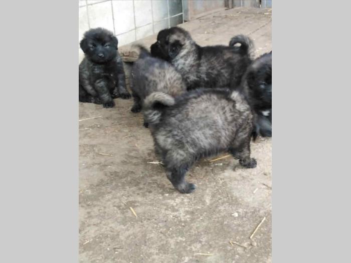 šarplaninci štenci besplatni mali oglasi