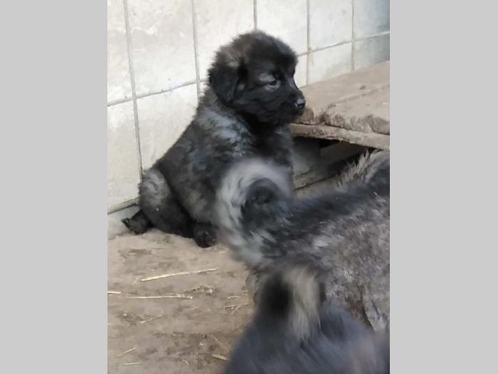 šarplaninci štenci besplatni mali oglasi