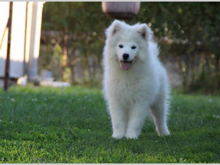 samojed štenci besplatni mali oglasi