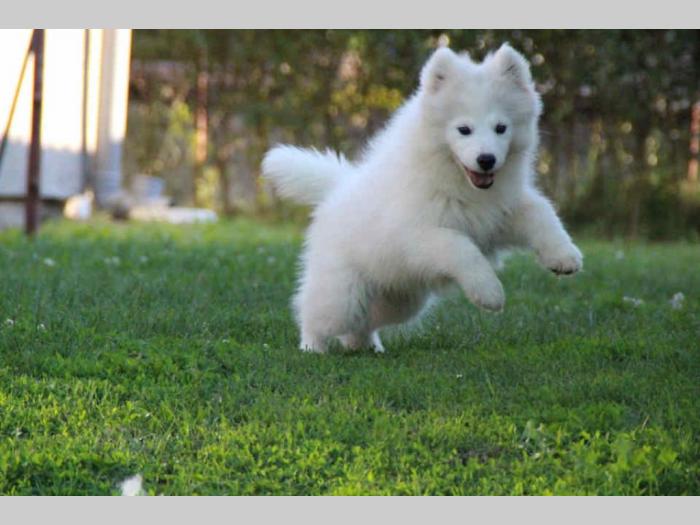 samojed štenci besplatni mali oglasi