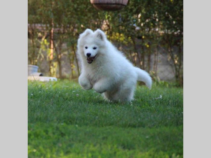 samojed štenci besplatni mali oglasi