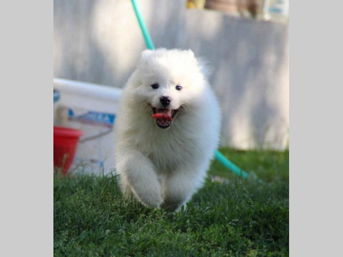 samojed štenci besplatni mali oglasi
