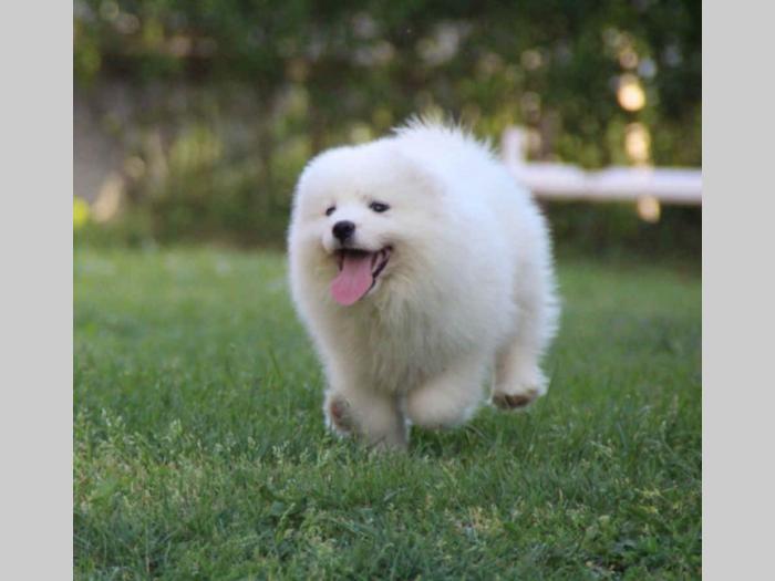 samojed štenci besplatni mali oglasi
