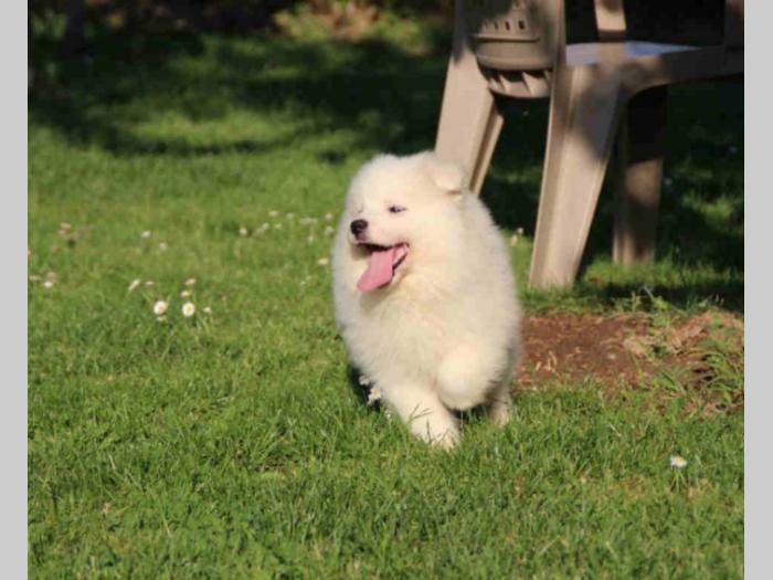samojed štenci besplatni mali oglasi
