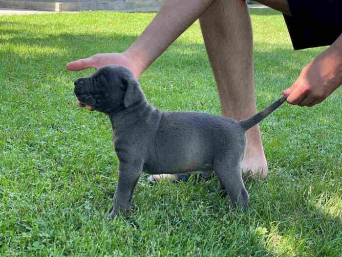cane corso štenci rezervacija besplatni mali oglasi