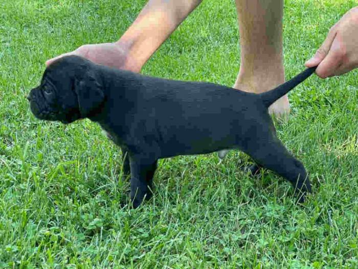 cane corso štenci rezervacija besplatni mali oglasi
