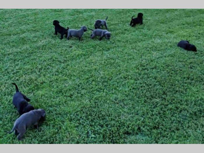 cane corso štenci rezervacija besplatni mali oglasi