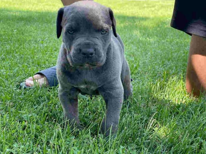 cane corso štenci rezervacija besplatni mali oglasi