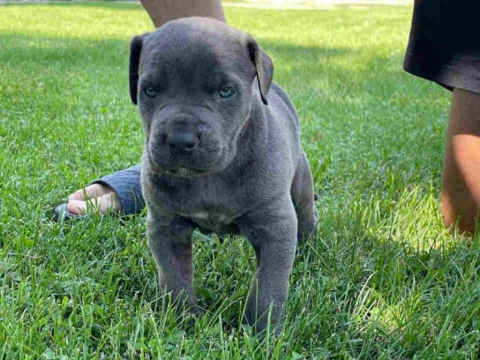 cane corso štenci rezervacija besplatni mali oglasi