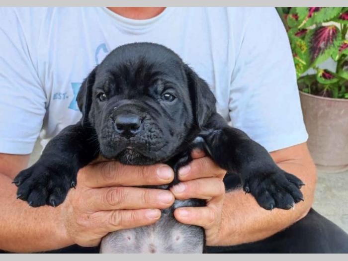 cane corso štenci rezervacija besplatni mali oglasi
