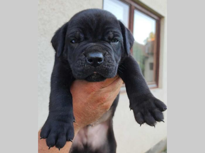 cane corso štenci rezervacija besplatni mali oglasi