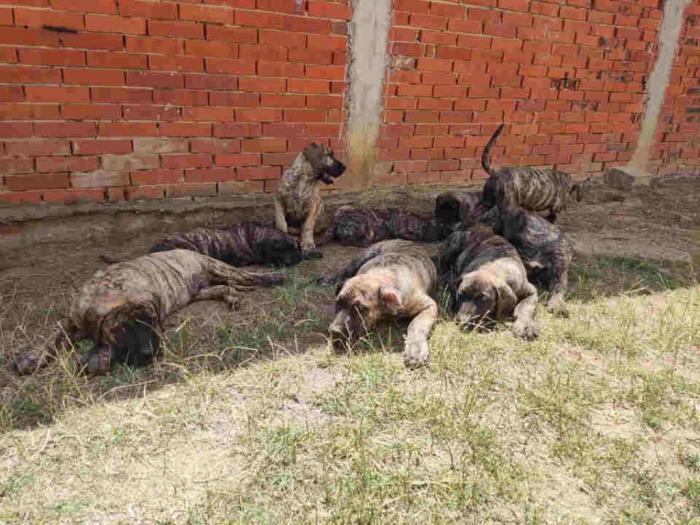štenci presa kanario besplatni mali oglasi