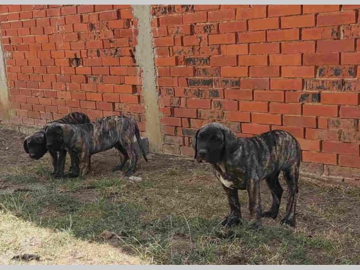 štenci presa kanario besplatni mali oglasi