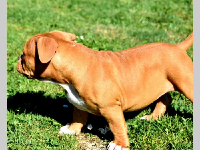američki bull pocket štenci besplatni mali oglasi