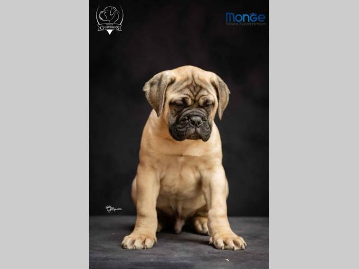 odgajivačnica bullmastiff a home of guardians  besplatni mali oglasi