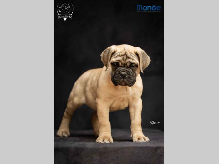 odgajivačnica bullmastiff a home of guardians  besplatni mali oglasi