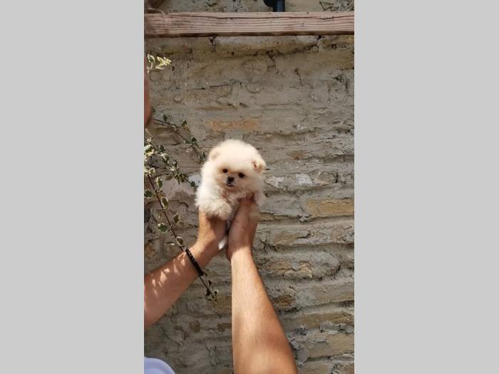 pomeranac boo štenci besplatni mali oglasi