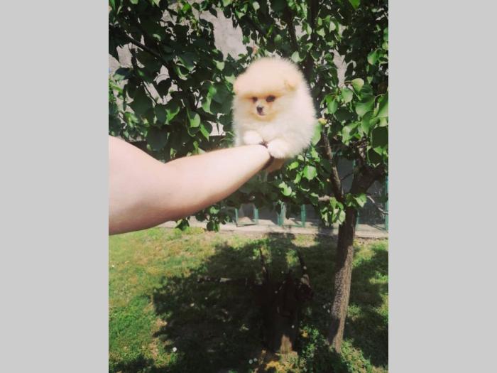 pomeranac boo štenci besplatni mali oglasi