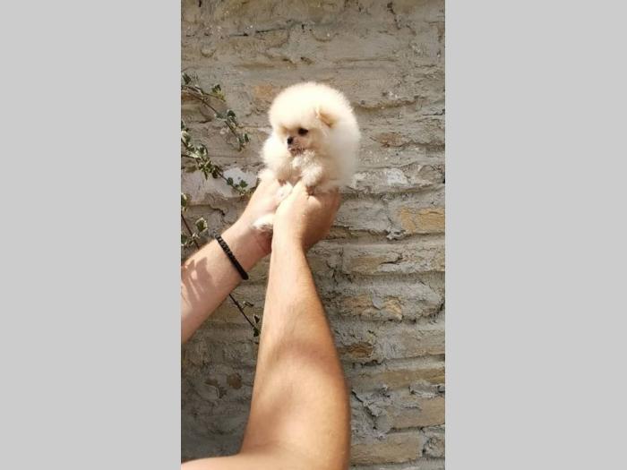 pomeranac boo štenci besplatni mali oglasi