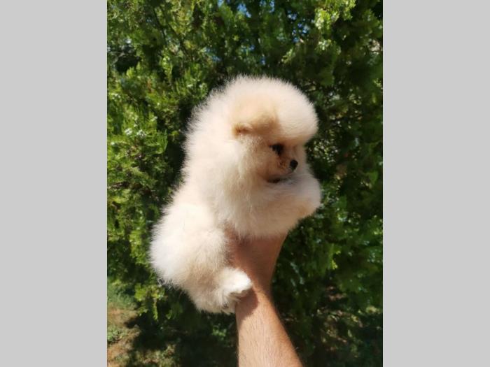 pomeranac boo štenci besplatni mali oglasi