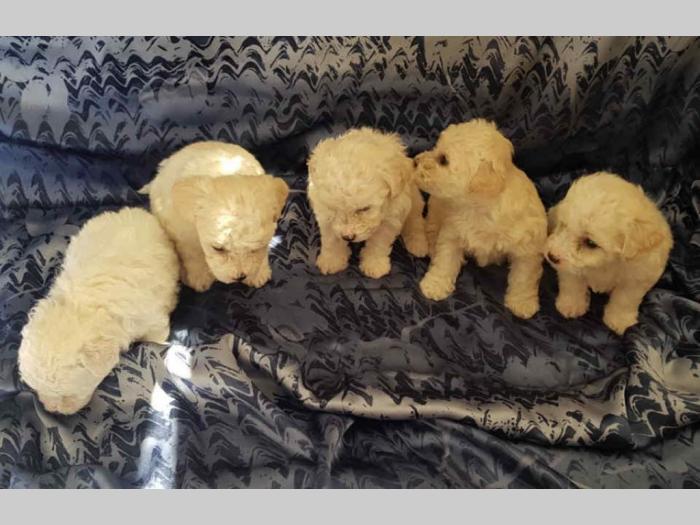 kovrdžava bišon štenci besplatni mali oglasi