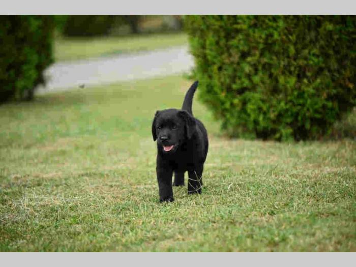 labrador boo astoll besplatni mali oglasi