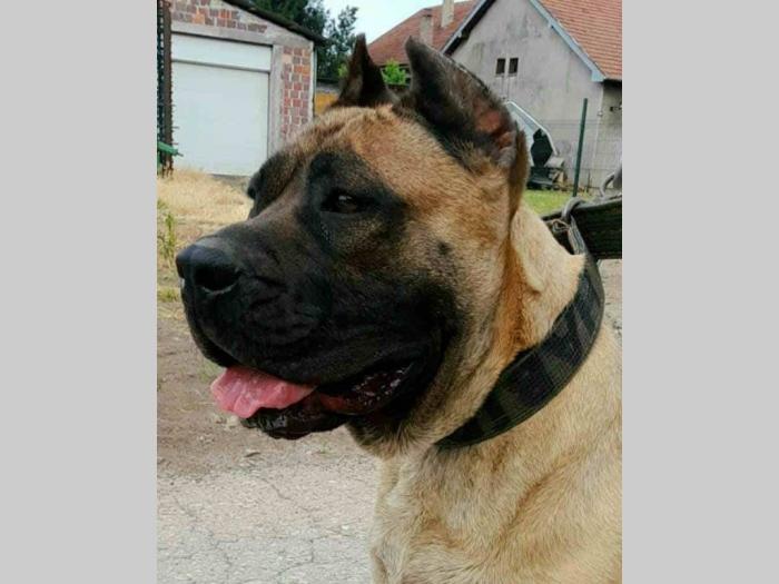 pressa cnaria štenci besplatni mali oglasi