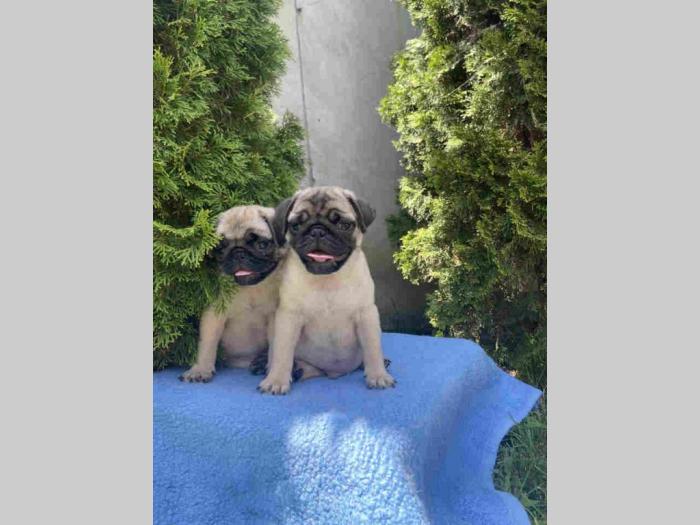 mops štenci besplatni mali oglasi