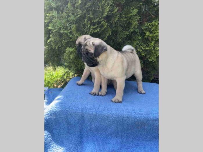 mops štenci besplatni mali oglasi