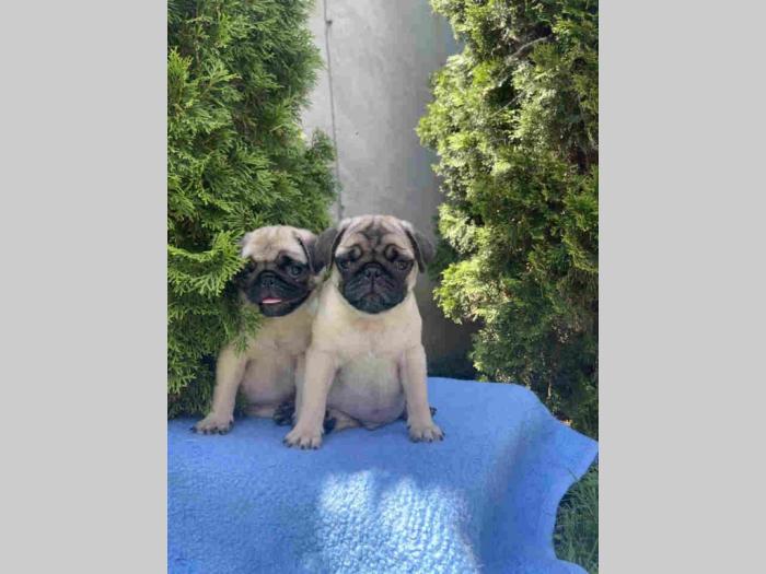 mops štenci besplatni mali oglasi