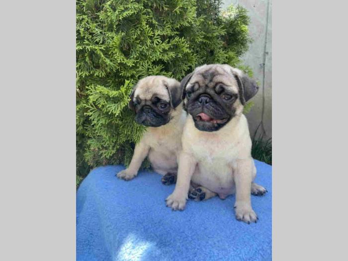 mops štenci besplatni mali oglasi