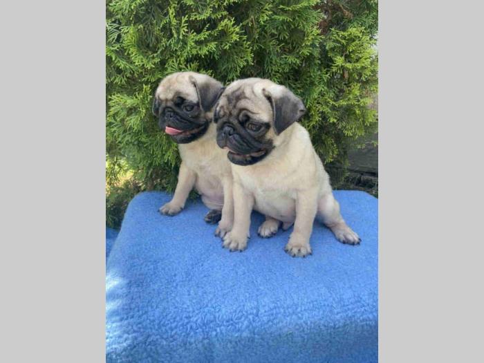 mops štenci besplatni mali oglasi