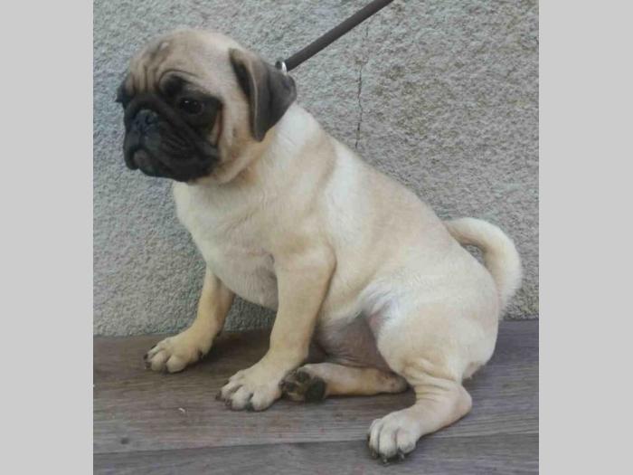 mops 3 odrasle ženke besplatni mali oglasi