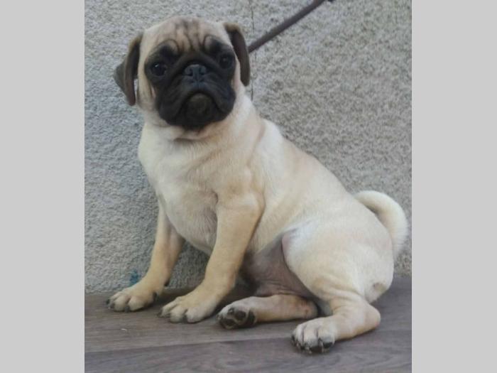 mops 3 odrasle ženke besplatni mali oglasi