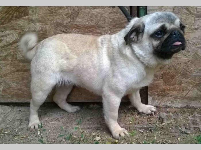 mops 3 odrasle ženke besplatni mali oglasi